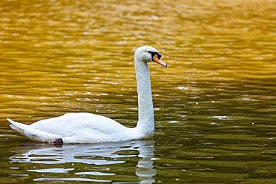 Switch版《主播女孩重度依赖》封面图公开 10月27日发售