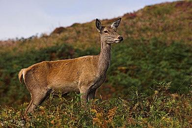 《生化危机9》PC版支持DLSS4 完整光追＆路径追踪